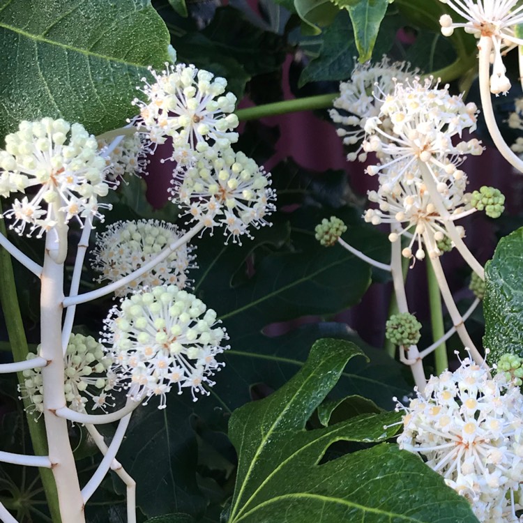 plant image 1638405