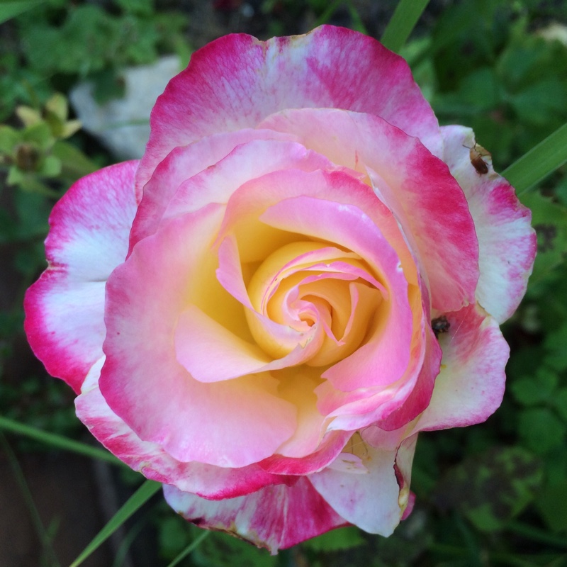 plant image 183447