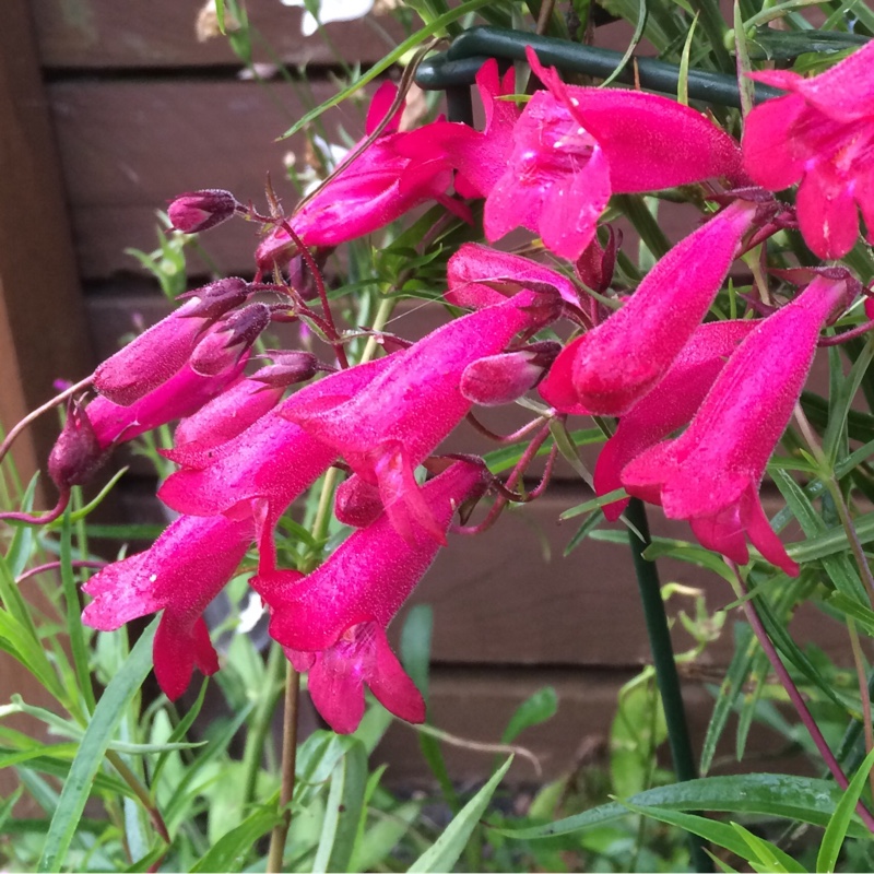 Plant image Penstemon 'Andenken an Friedrich Hahn' syn. Penstemon 'Garnet'