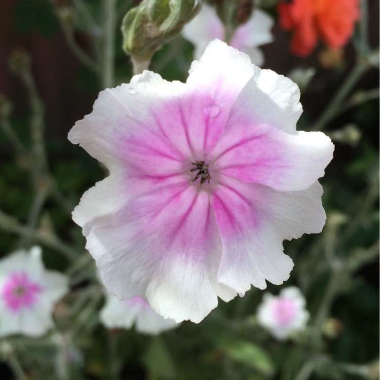 Plant image Lychnis coronaria syn. Agrostemma coronaria syn. Agrostemma tomentosum