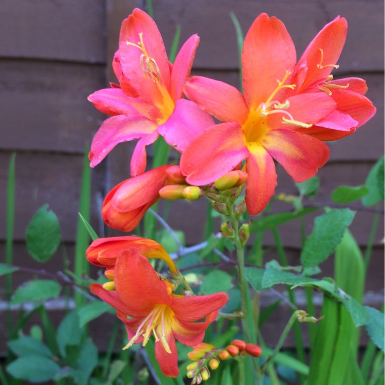 plant image 211262