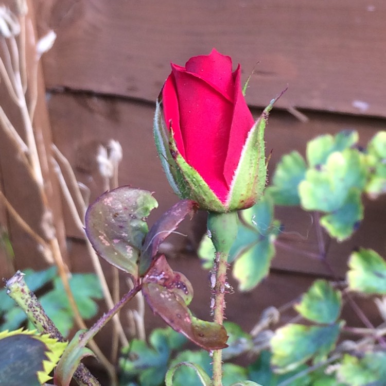 plant image 256707