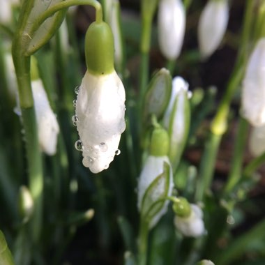 Galanthus nivalis