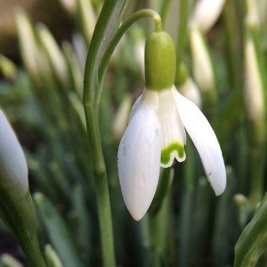 Galanthus nivalis