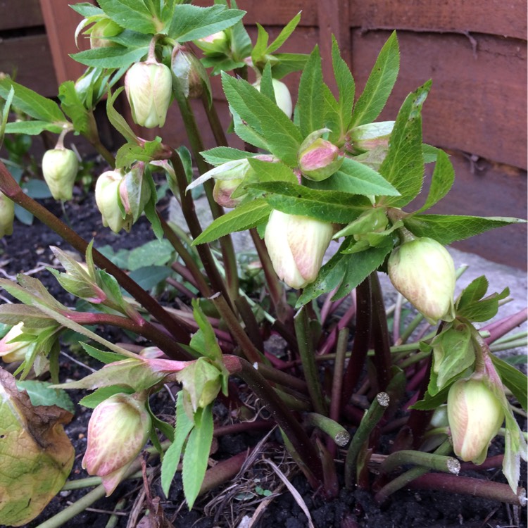 plant image 311623