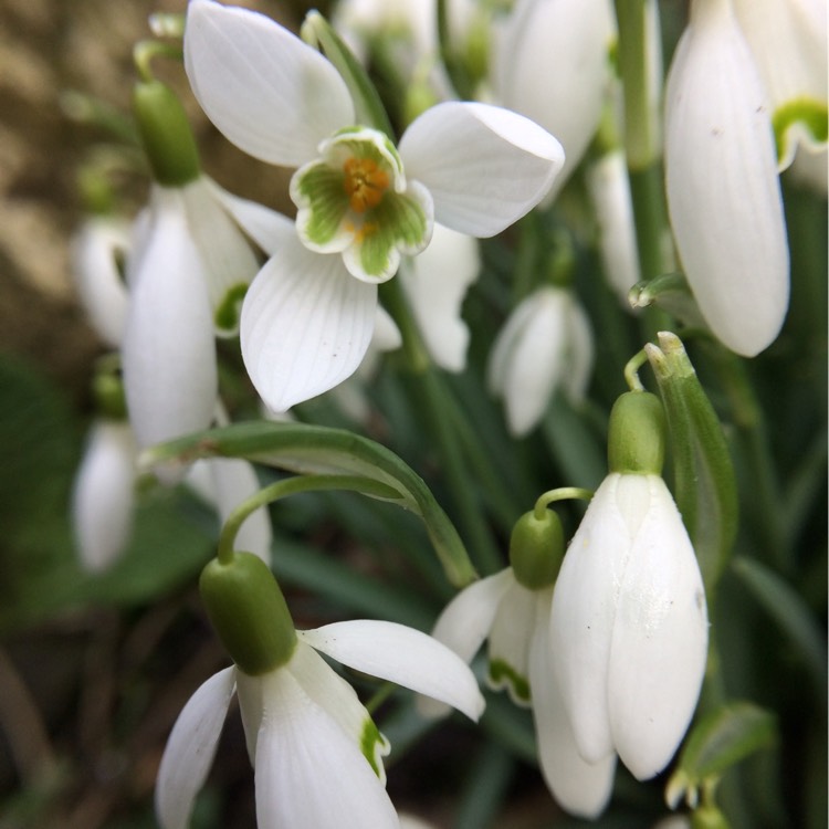 Plant image Galanthus nivalis