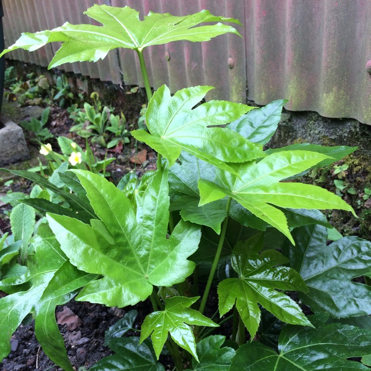 Plant image Fatsia japonica  syn. Aralia japonica