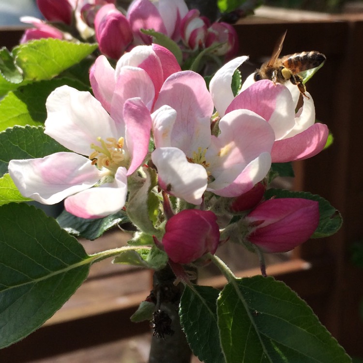 Plant image Malus domestica 'James Grieve'