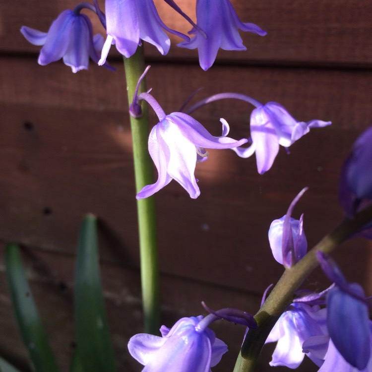 Plant image Hyacinthoides hispanica
