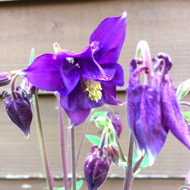 Aquilegia