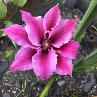 Clematis 'Ooh La La'™ evipo041