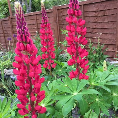 Lupinus 'My Castle'