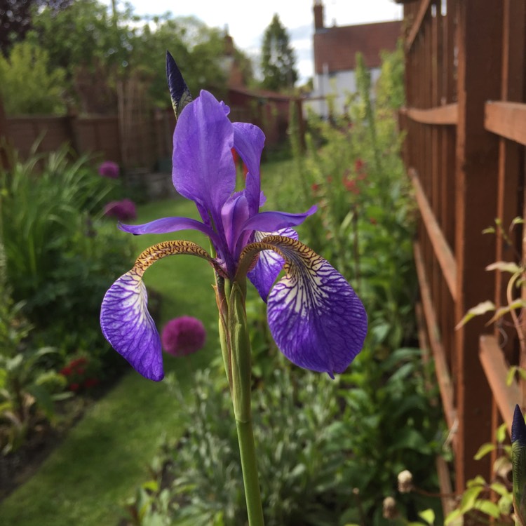 Plant image Iris sibirica 'Caesar's Brother'