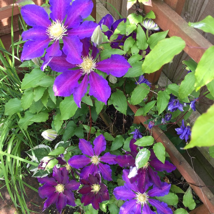 Plant image Clematis 'Vagabond'