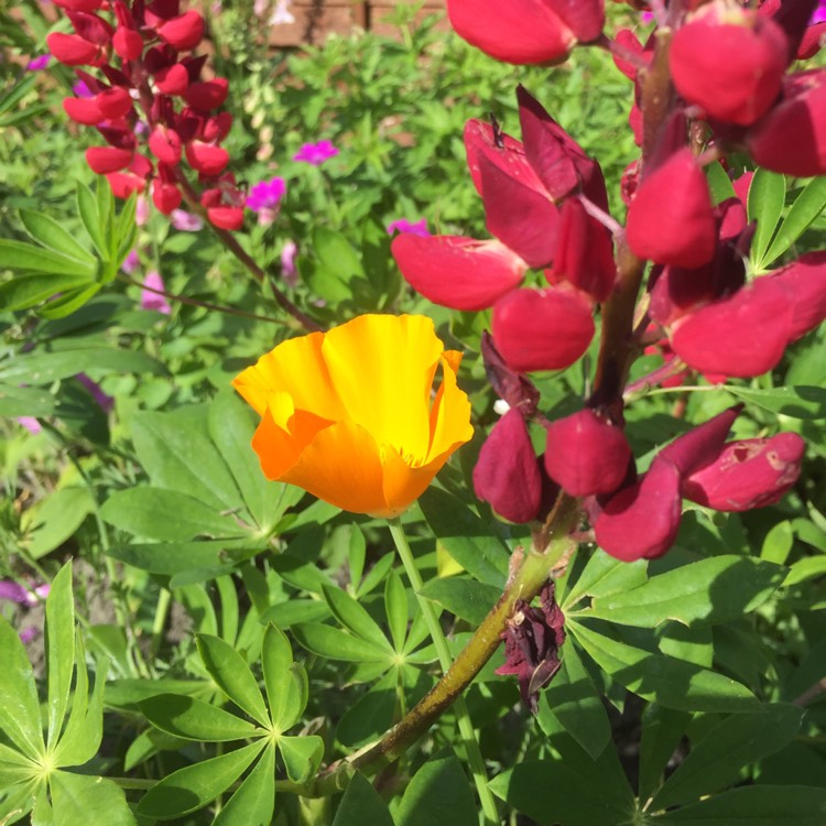 Plant image Eschscholzia californica 'Orange King'