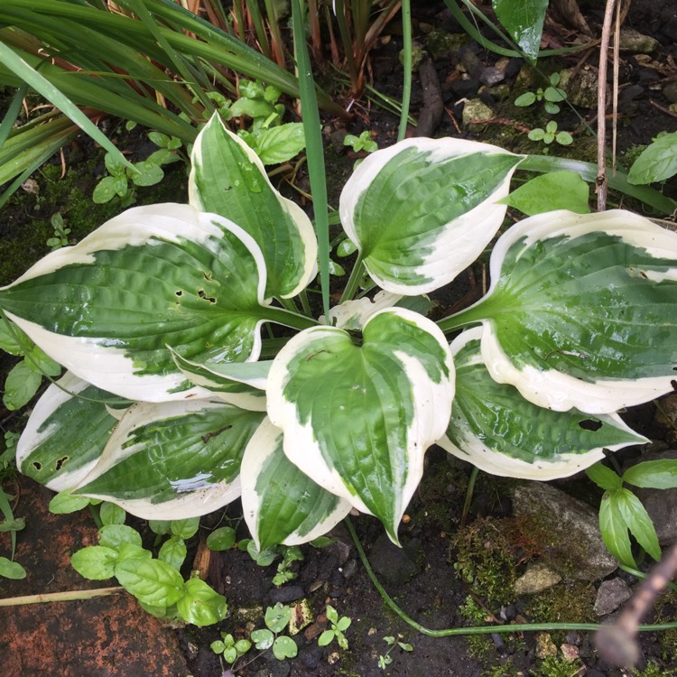 Plant image Hosta 'Patriot'