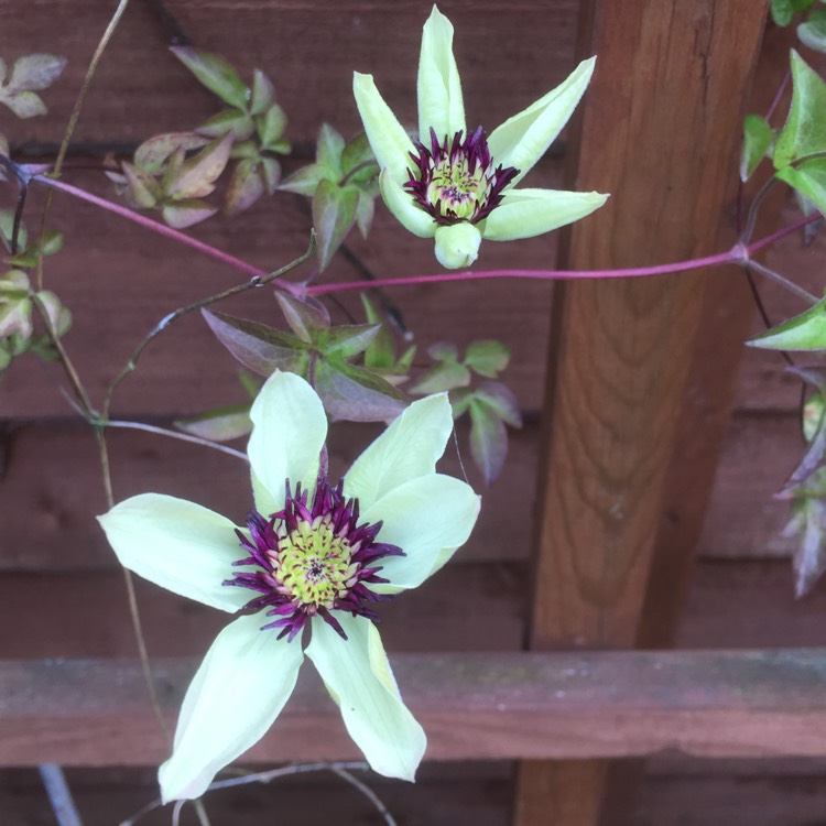 Plant image Clematis Florida sieboldii syn. Clematis florida 'Bicolor' ; Clematis florida var. florida 'Sieboldiana'