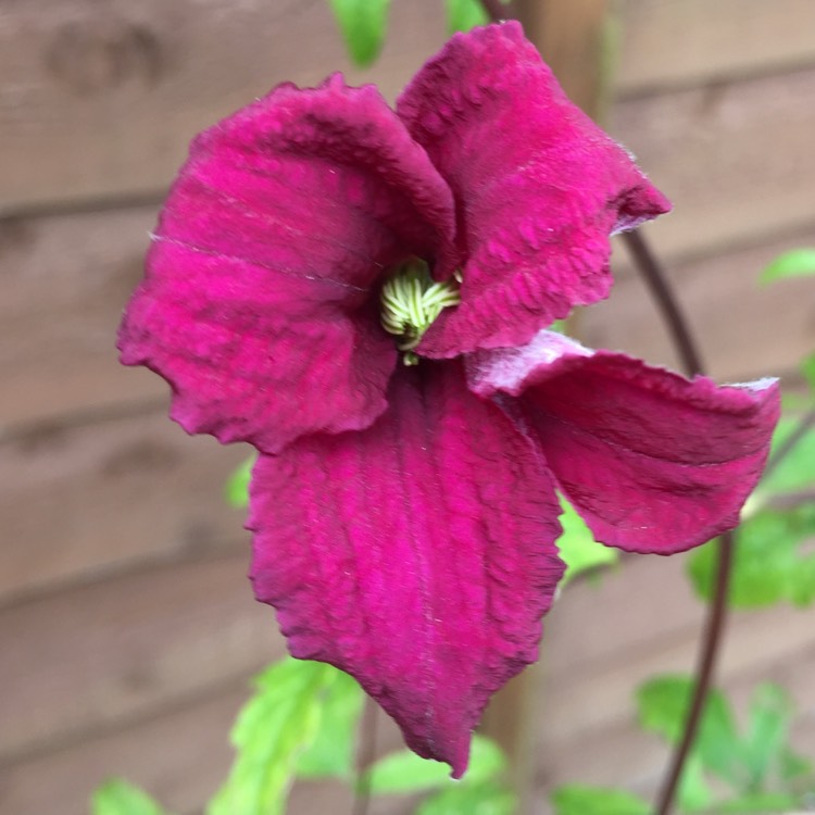 Plant image Clematis viticella 'Madame Julia Correvon'