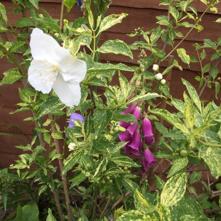 plant image 446280