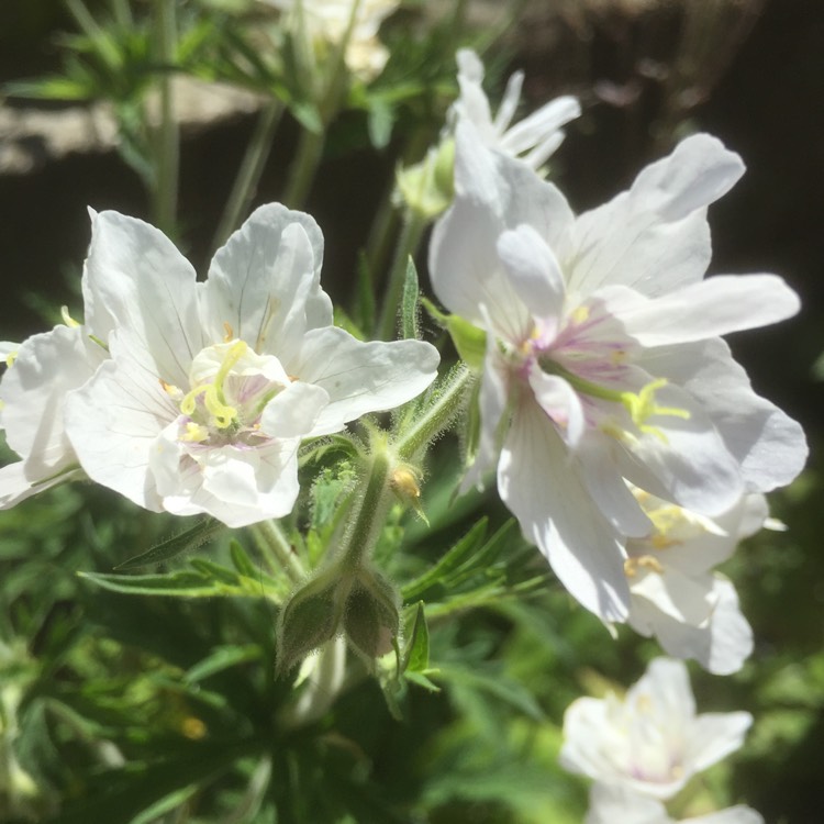 plant image 450658