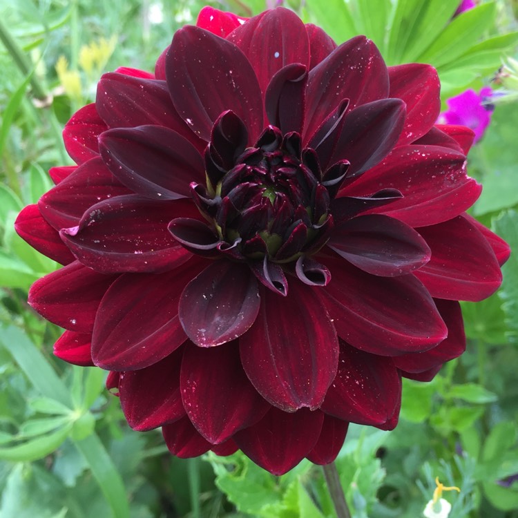 Plant image Dahlia 'Arabian Night'