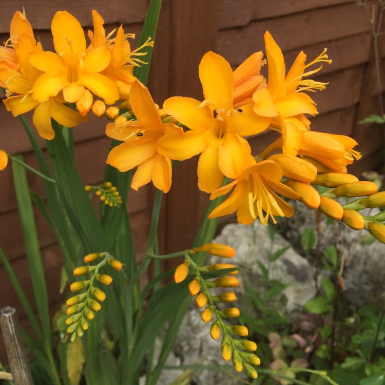 plant image 479836