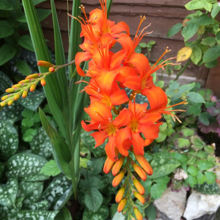 Plant image Crocosmia