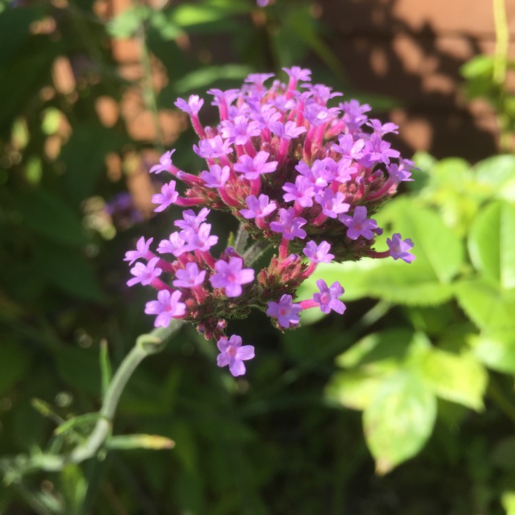 Plant image Verbena bonariensis 'Lollipop'