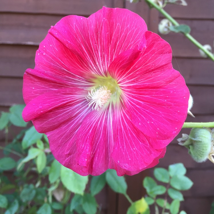 plant image 543730