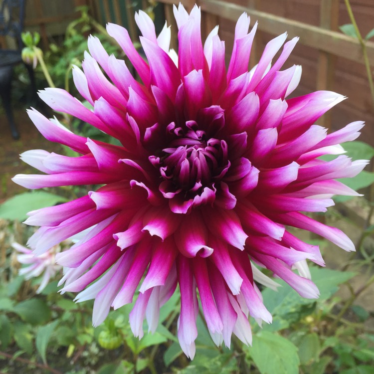 plant image 549209
