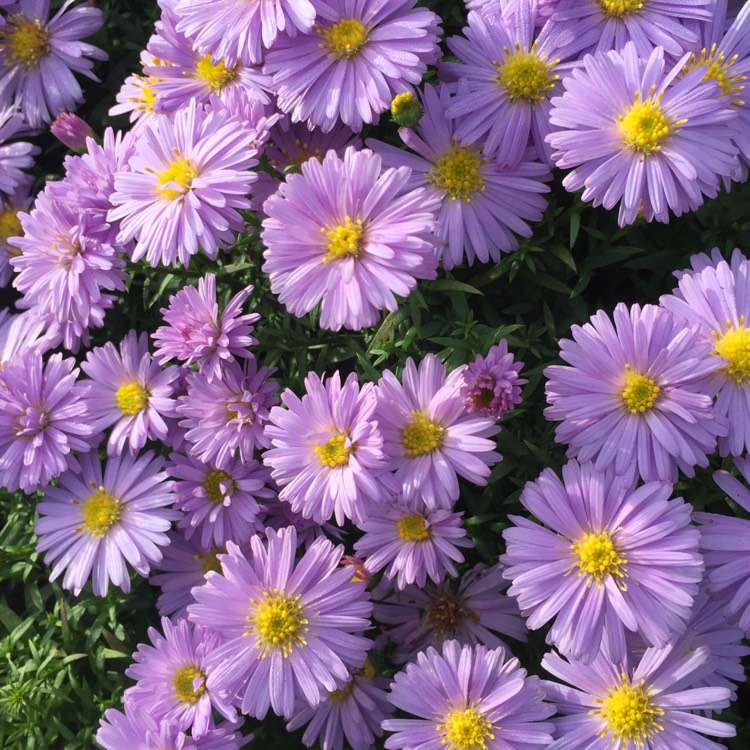Plant image Aster novi-belgii 'Eventide'