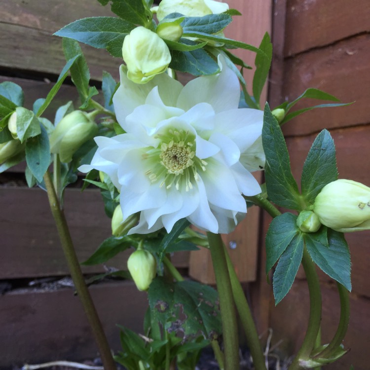 plant image 611320