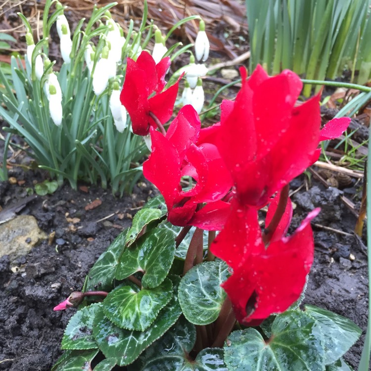 plant image 615293