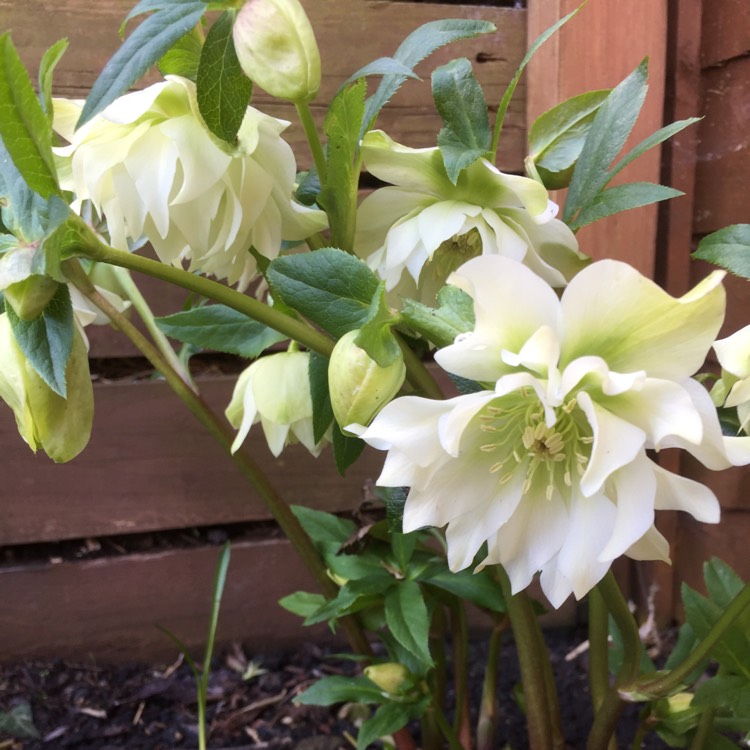 plant image 619078