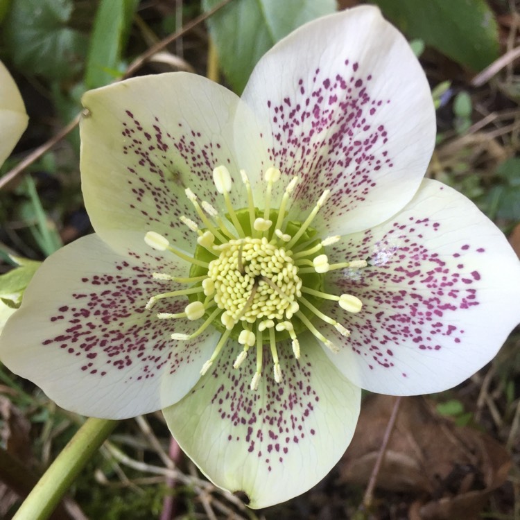 plant image 622017 plant image 622017