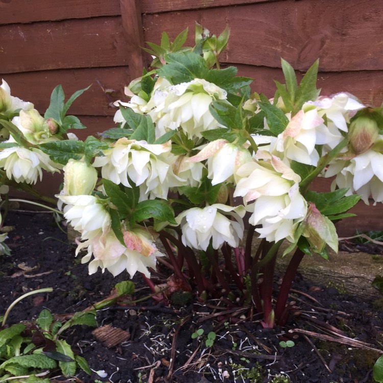 plant image 630583