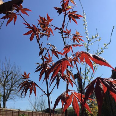 Acer Palmatum 'Atropurpureum'