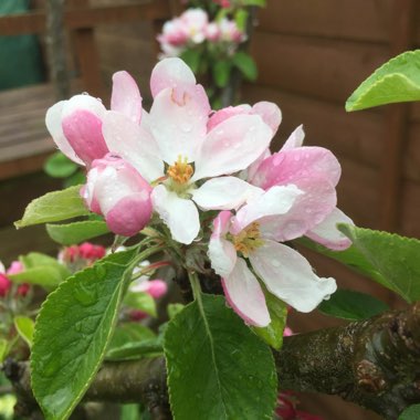 plant image 675210
