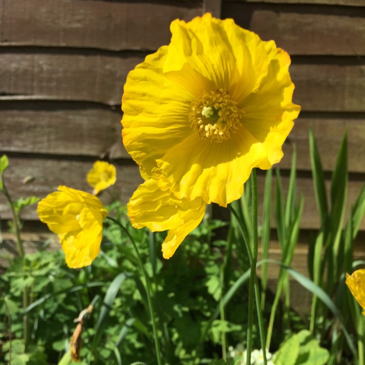 plant image 682188