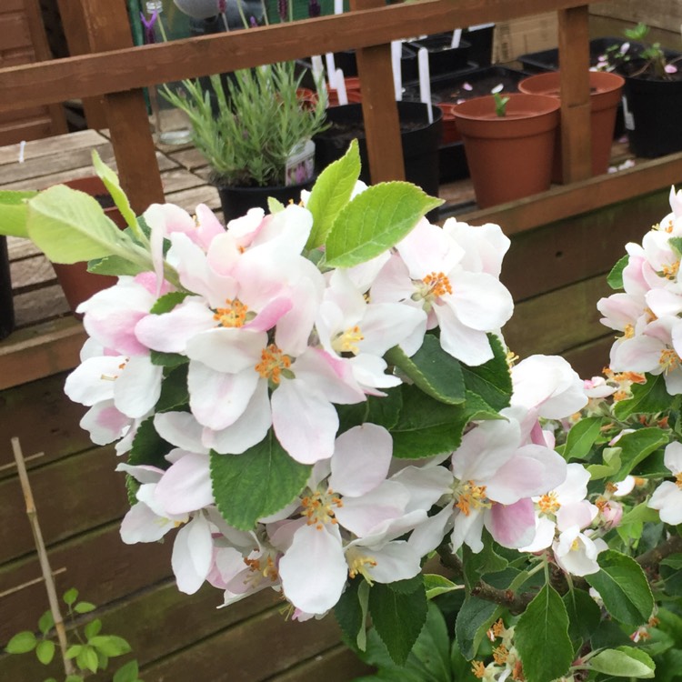 plant image 690028