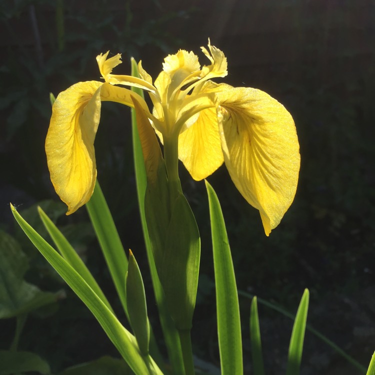 Plant image Iris pseudacorus
