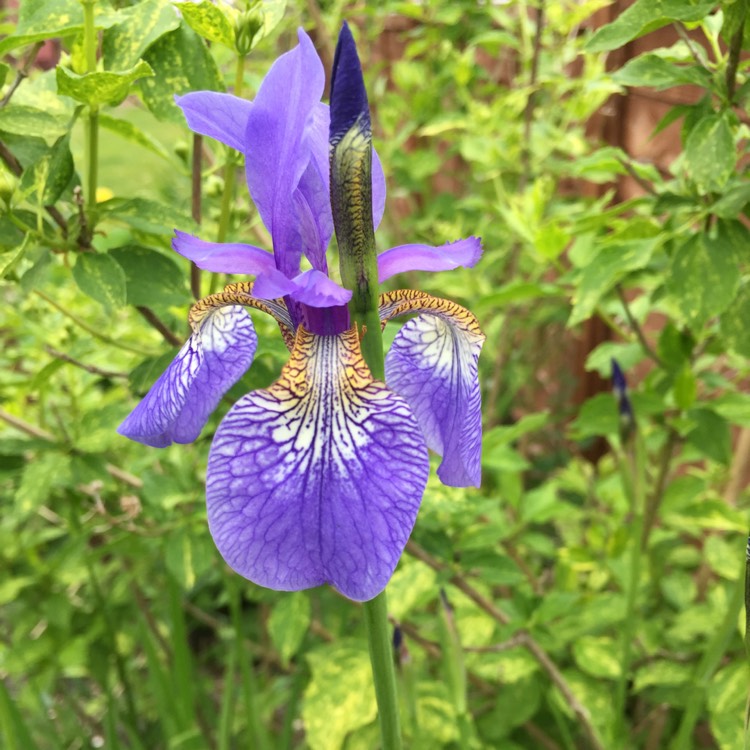 plant image 710949 plant image 710949