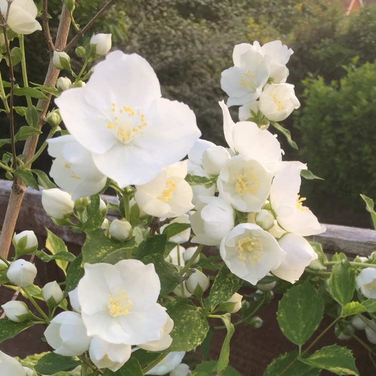 Plant image Philadelphus 'Innocence'