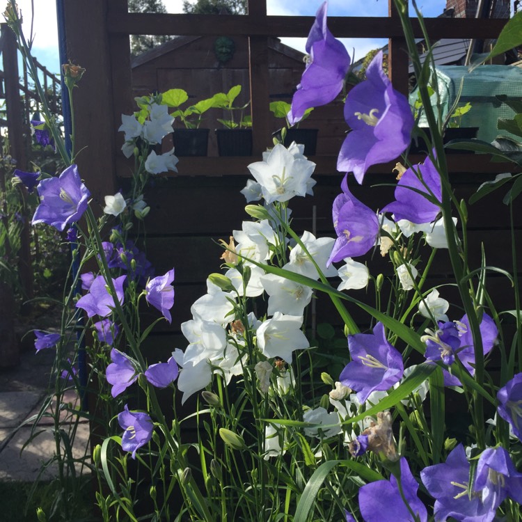 plant image 752870 plant image 752870