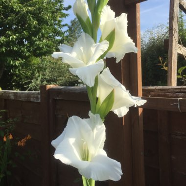 Gladiolus