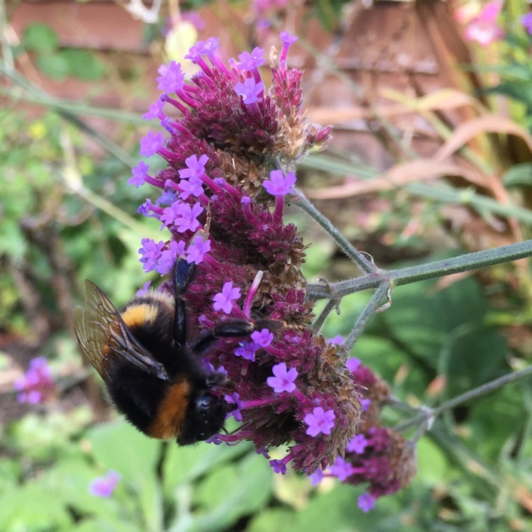 plant image 859933