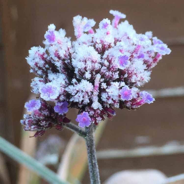 plant image 884625