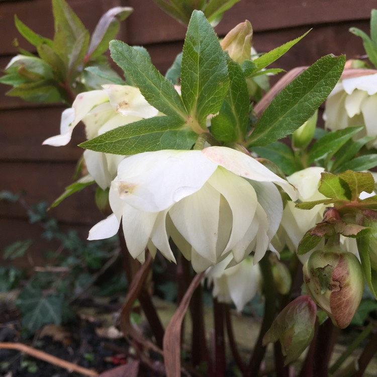 plant image 937584