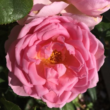 Nicola's garden