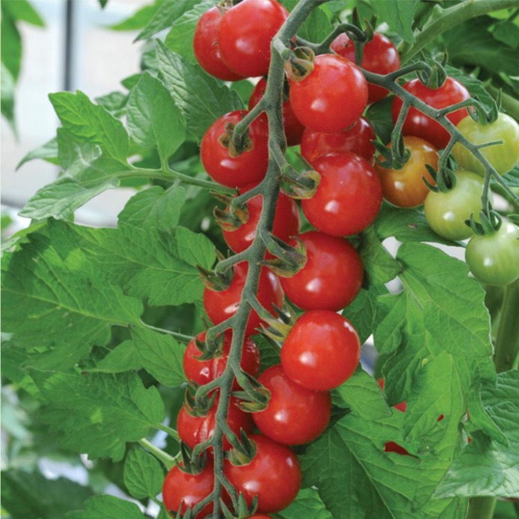 plant image 341726